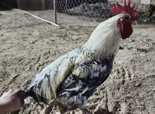 Gümüşü xoruz
