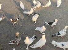 Göyərçinlər