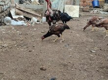 Heyratı beçə