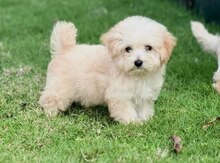 Maltipoo 