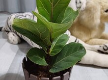 Ficus Lyrata 