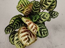 Калатея Макоя