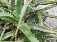 Aloe