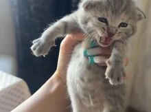 Şinşilla pişiyi balaları