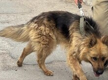 Alman ovçarkası