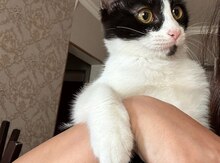 Pişik etibarlı əllərə verilir
