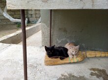 Pişik etibarlı əllərə verilir