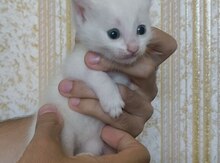 Отдаем котят в добрые руки