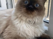Ragdoll pişiyi