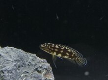 Yolodoxromis marliyera