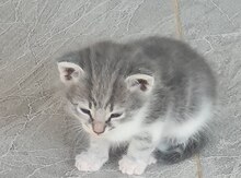 Pişik etibarlı əllərə verilir