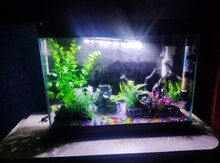 Akvarium