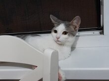 Pişiklər etibarlı əllərə verilir