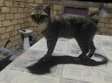 Pişik