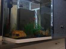 Akvarium və balıqlar 
