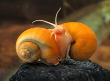 Apulyariya 