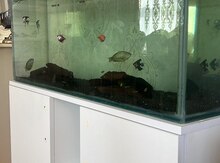 Akvarium