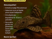 Antisitrus, yosunyeyen balıqlar 