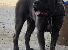 Kane korse (Çütləşdirmək üçün)