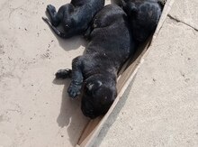 Kane Korso balası