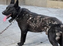 Alman ovçarkası