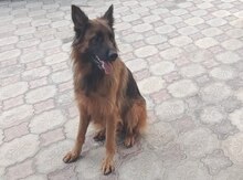 Alman ovçarkası