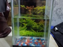 Akvarium və balıqlar
