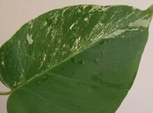 Otaq bitkisi "Monstera Albo"
