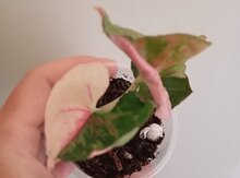 Syngonium gülü