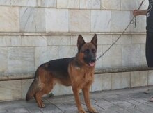 Alman ovçarkası