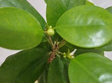 Ficus Microcarpa 