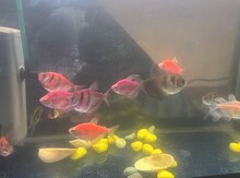 Akvarium və balıqlar