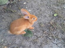 Dovşanlar və balaları