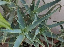 Aloe-vera gülü