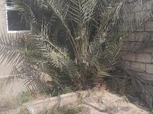 Palma ağacı