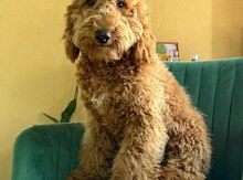 Labradudul