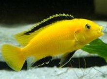 Akvarium balıqları