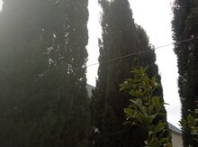 Bağ evi, Buzovna qəs.