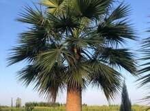 Palma ağacı
