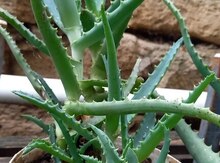 Aloe bitkisi
