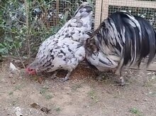 Avstralorp yumurtası