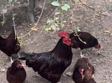 Mayalı redisland yumurtası