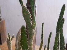 Kaktus