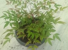 Nandina