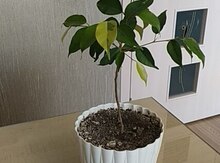 Ficus "Benjamin"