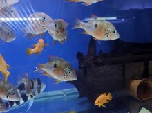 Ellioti