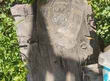Tısbağa