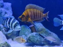 Akvarium balıqları