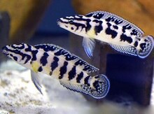 Julidochromis transcriptus balıqları
