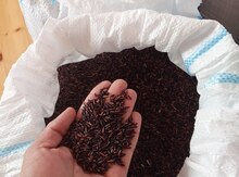 Astara düyüsü